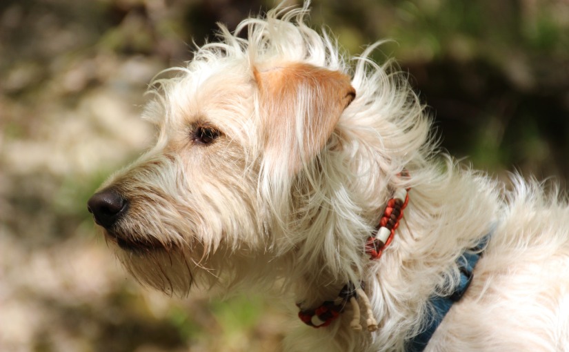 5 Common Sudden Strange Dog Behavior Symptoms (and What to Do)